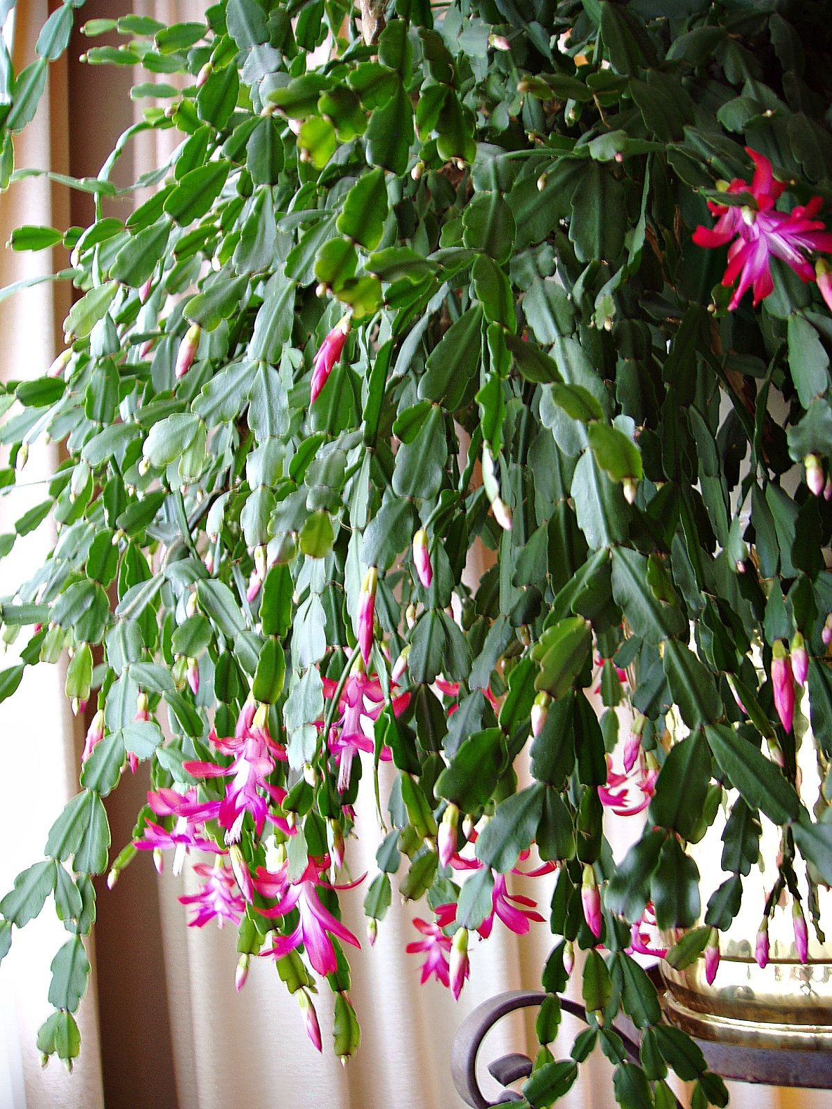 Christmas Cactus Care Indoor
 Beautiful Christmas cactus So pretty when in full bloom