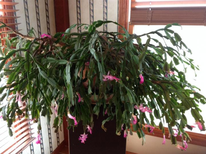 Christmas Cactus Care Indoor
 Christmas Cactus How To Care For Christmas Cacti