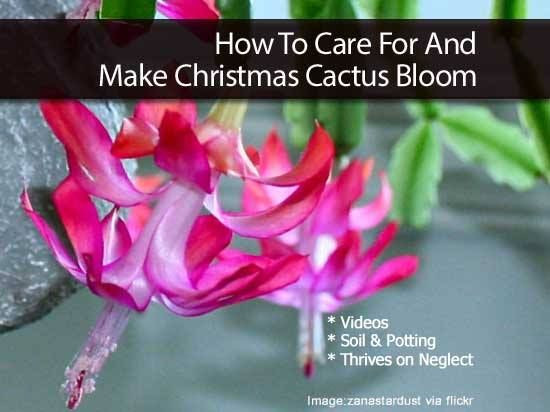 Christmas Cactus Care Indoor
 How to Care for and Make a Christmas Cactus Bloom