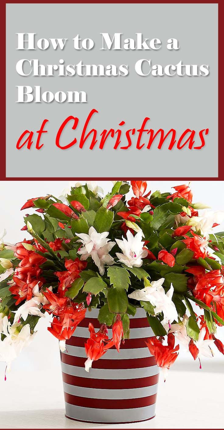 Christmas Cactus Care Indoor
 25 best ideas about Christmas cactus on Pinterest