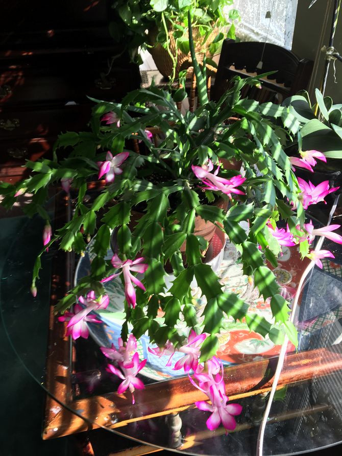Christmas Cactus Care Indoor
 How to Care for a Christmas Cactus 14 Steps with