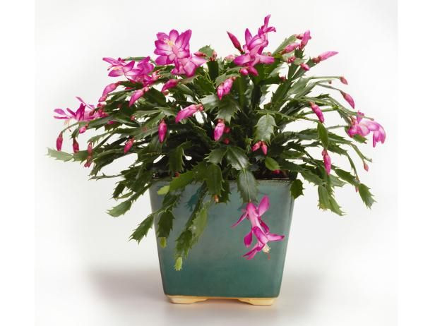 Christmas Cactus Care Indoor
 68 best images about Helpful Tips on Pinterest