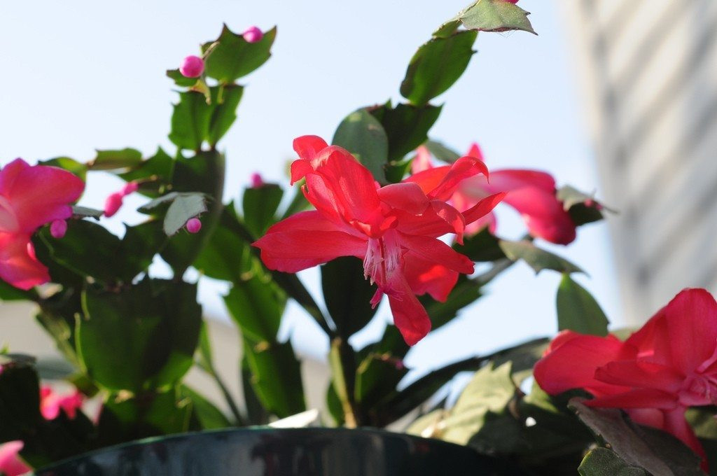 Christmas Cactus Care Indoor
 How To Care For A Christmas Cactus Houseplant