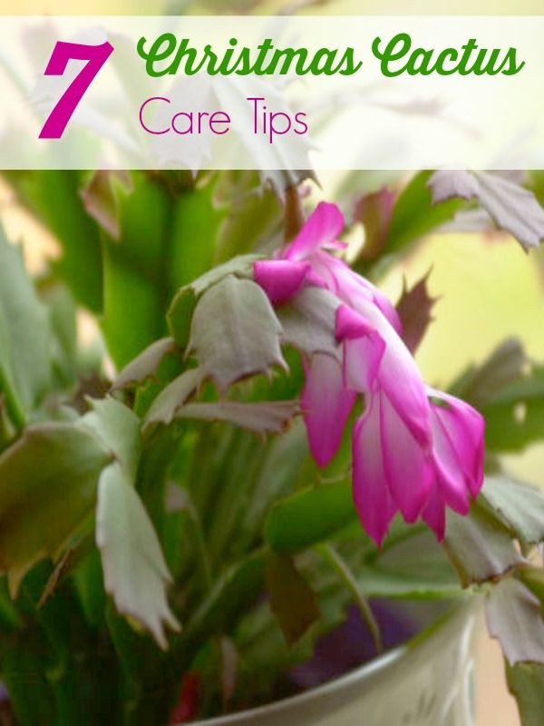 Christmas Cactus Care Indoor
 Best 25 Christmas cactus ideas that you will like on