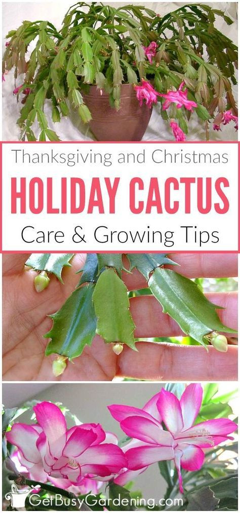 Christmas Cactus Care Indoor
 Best 25 Types of cactus ideas on Pinterest