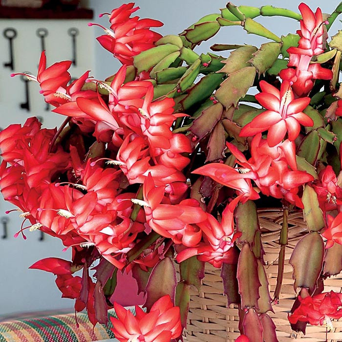 Christmas Cactus Flower
 Top Holiday Flowers & Plants