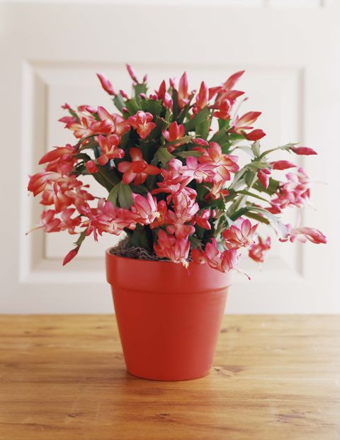 Christmas Cactus Flower
 10 Best Christmas Plants How to Care for Christmas Flowers