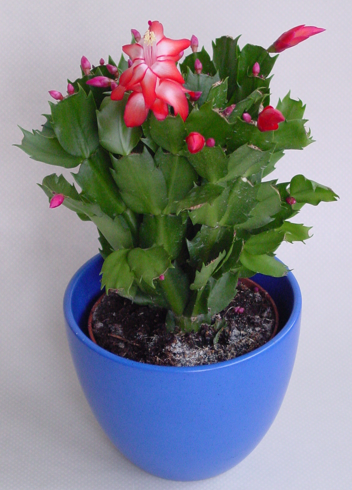 Christmas Cactus Flower
 Christmas cacti can re bloom with care Fort Morgan Times
