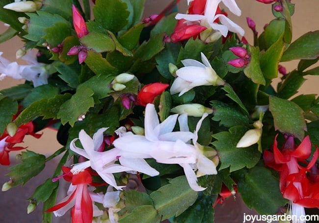 Christmas Cactus Flower
 How To Get Your Christmas Cactus To Flower Again