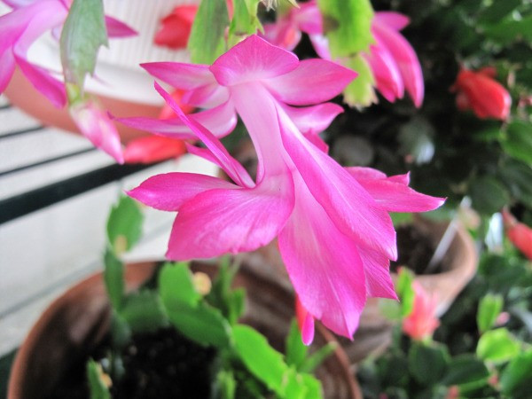 Christmas Cactus Flower
 Getting a Christmas Cactus to Bloom