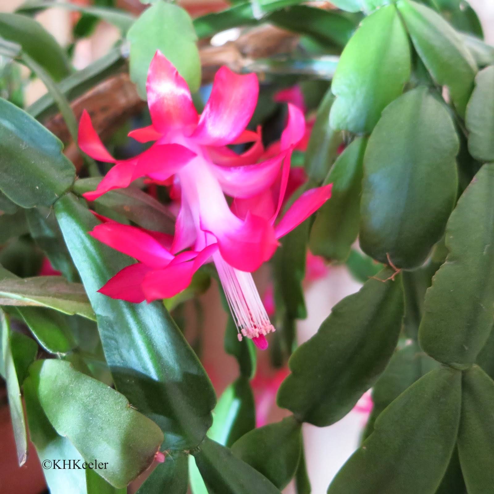 Christmas Cactus Flower
 A Wandering Botanist Growing a Happy Christmas Cactus