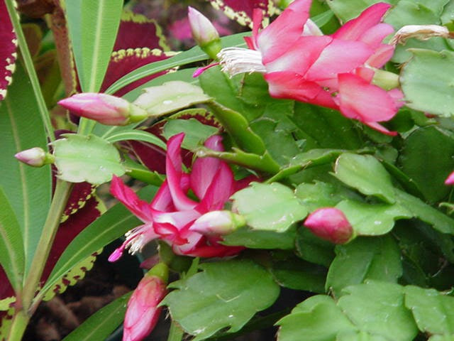 Christmas Cactus Flower
 Houseplant Care Guides The Lore of Christmas Plants