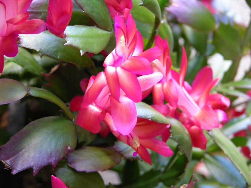 Christmas Cactus Flower
 Tips Getting Christmas Catus Plants To Bloom