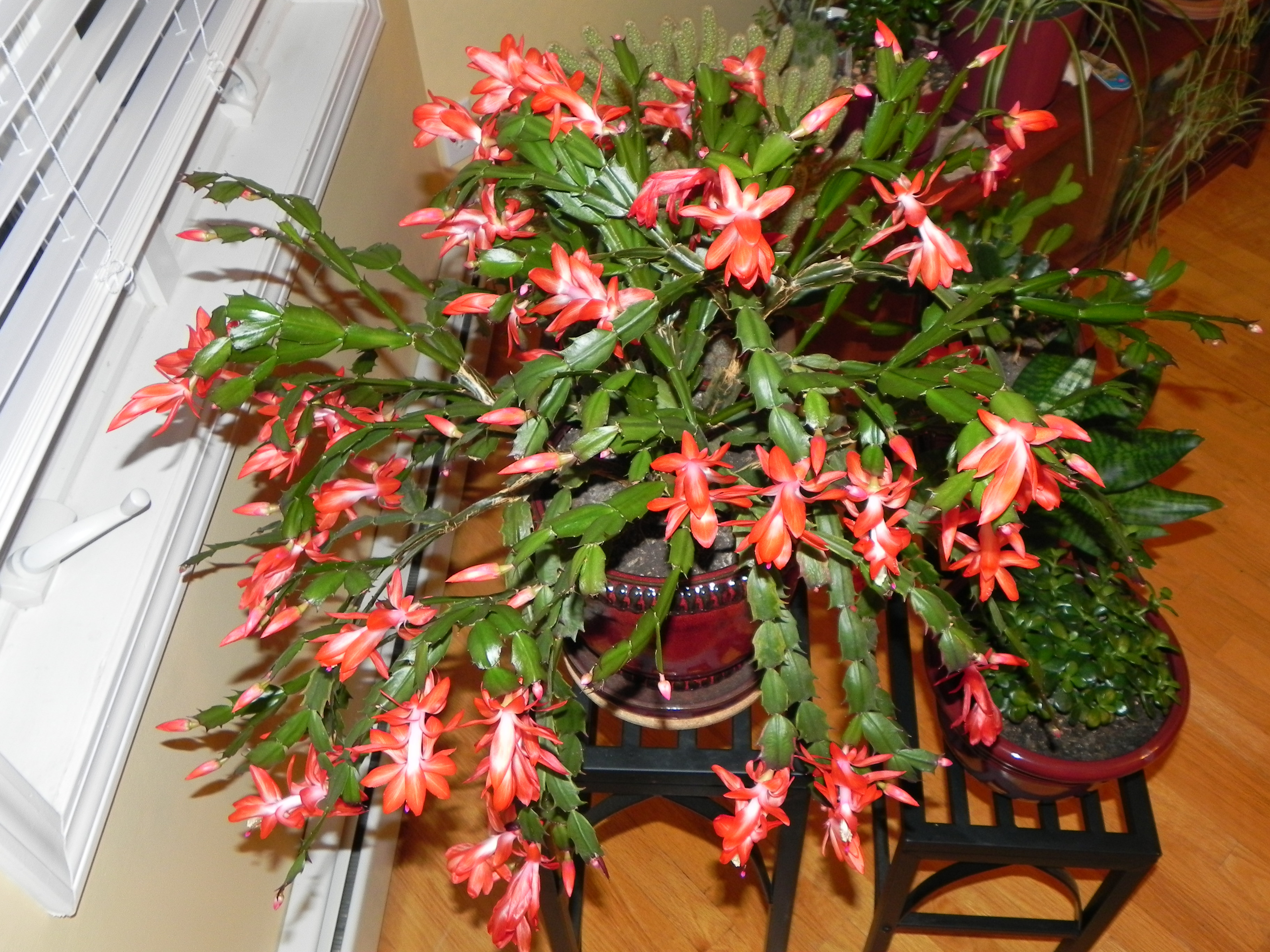 Christmas Cactus Flower
 301 Moved Permanently