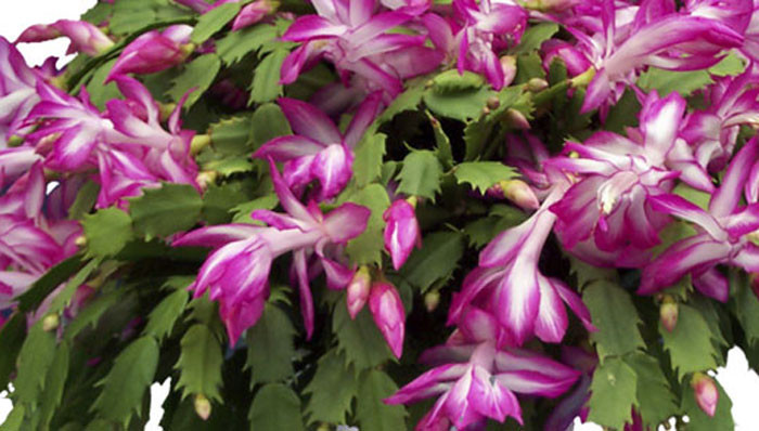 Christmas Cactus Flower
 How to Care for a Christmas Cactus Bloom Cycle and Tips
