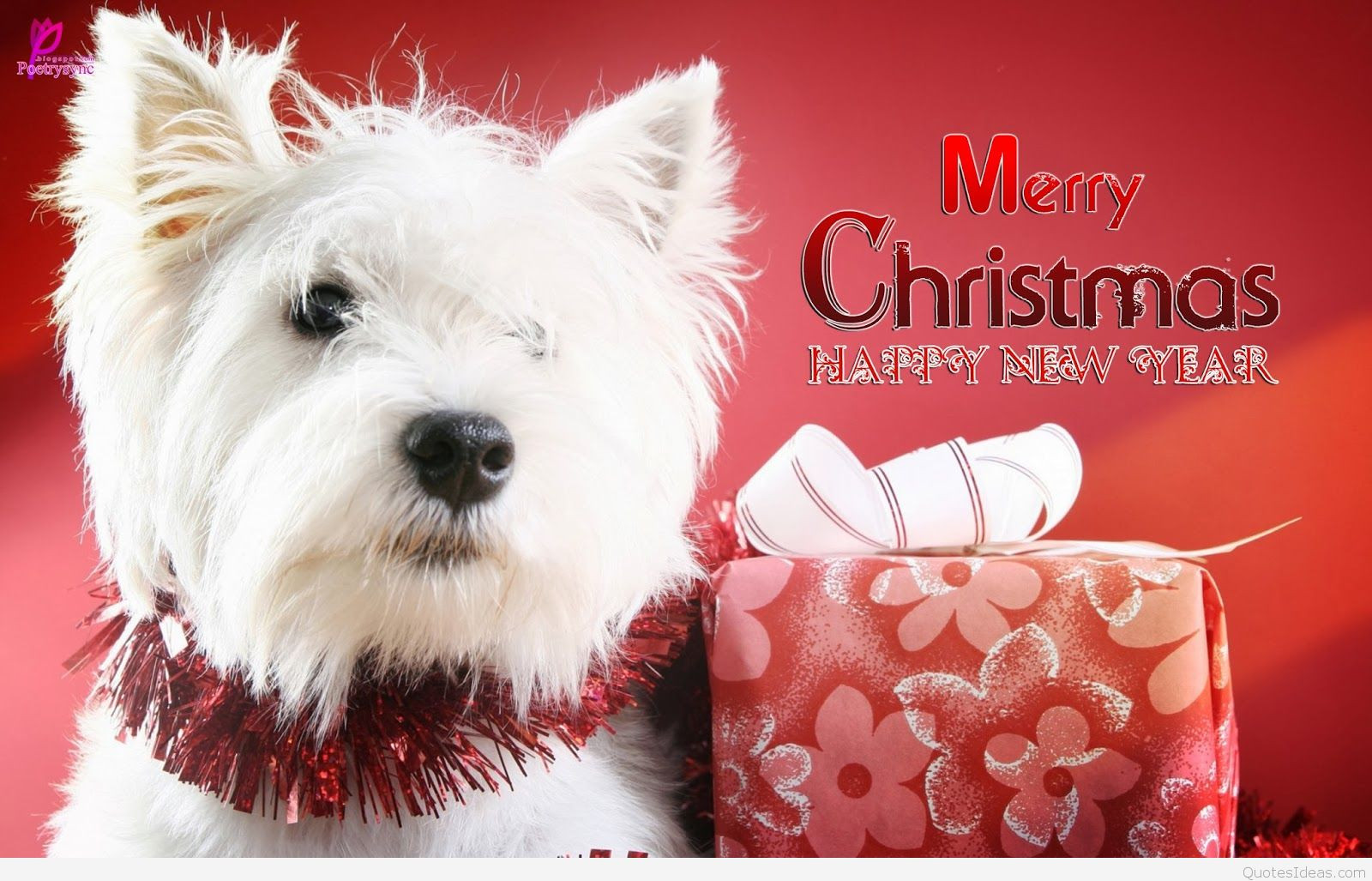 Christmas Dog Quotes
 Funny Merry Christmas Sayings Messages & Cartoons 2015