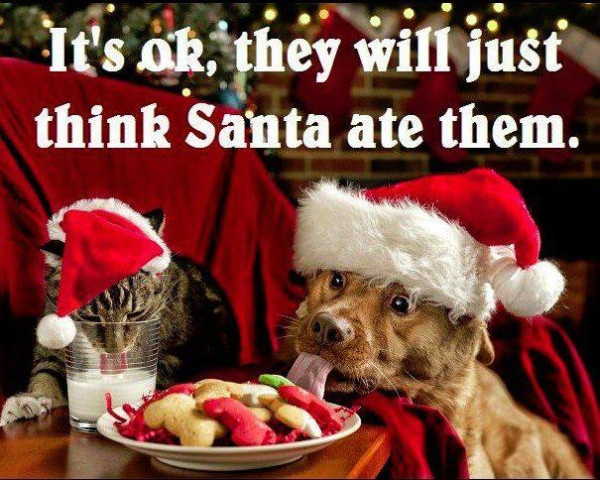 Christmas Dog Quotes
 It s OK Funny