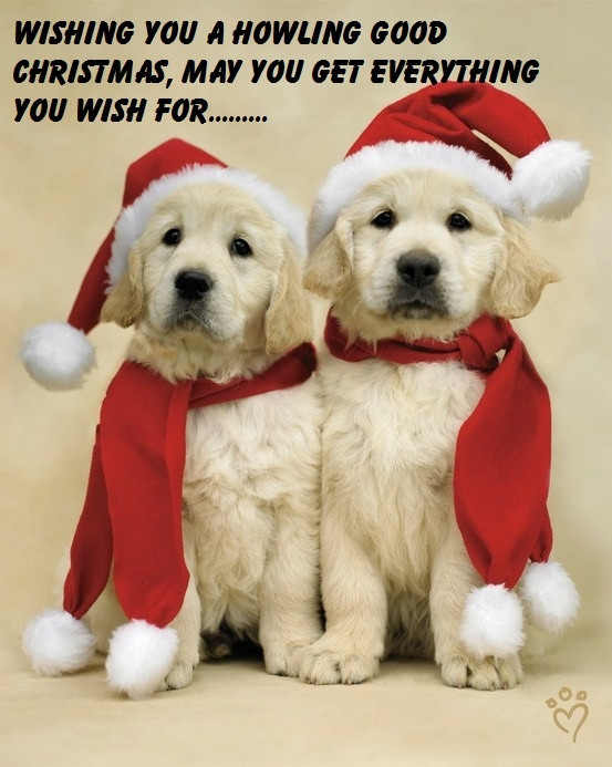 Christmas Dog Quotes
 81 best images about Dog Christmas Cards on Pinterest