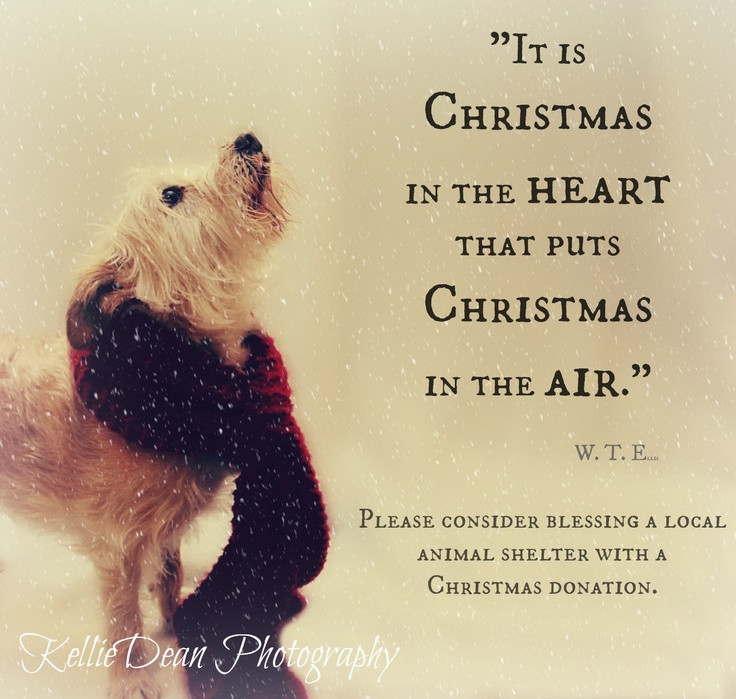 Christmas Dog Quotes
 rescue dog senior pet adopt shelter christmas quote