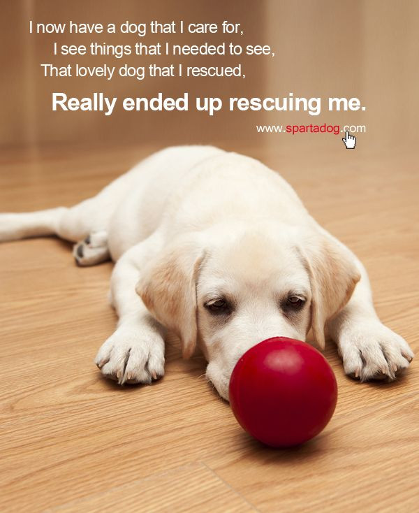 Christmas Dog Quotes
 Christmas Pet Quotes QuotesGram