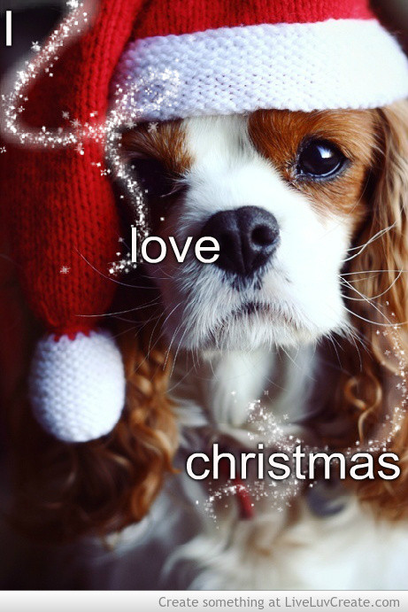 Christmas Dogs Quotes
 Christmas Dog Quotes QuotesGram