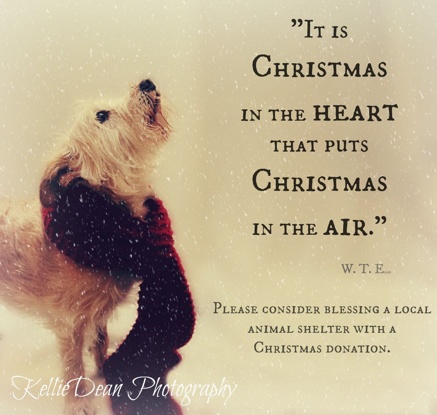 Christmas Dogs Quotes
 rescue dog senior pet adopt shelter christmas quote