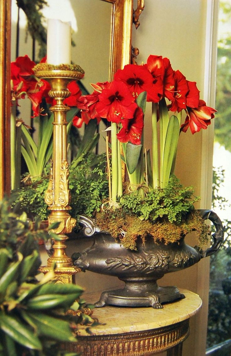 Christmas Flower Amaryllis
 17 Best images about Amaryllis arrangements on Pinterest