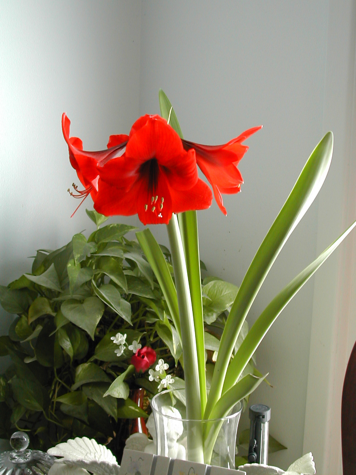 Christmas Flower Amaryllis
 The Other Red Christmas Flower Amaryllis Planting and