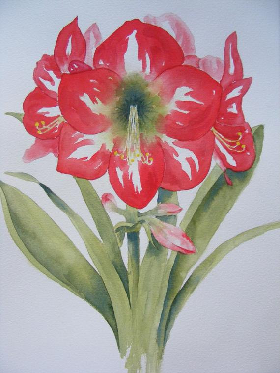 Christmas Flower Amaryllis
 Christmas Amaryllis Reproduction of Watercolor Painting Red