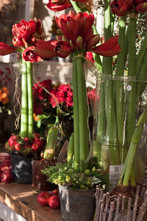 Christmas Flower Amaryllis
 Best 25 Christmas flower arrangements ideas on Pinterest