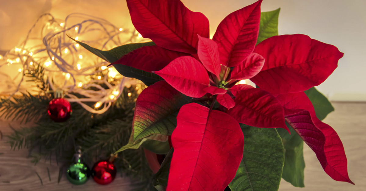 Christmas Flower Delivery Usa
 Poinsettia History and Tradition of the Christmas Flower