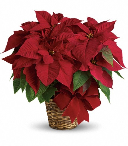 Christmas Flower Delivery Usa
 Poinsettia Care
