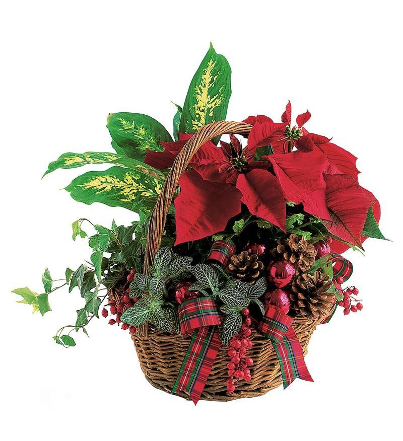 Christmas Flower Delivery Usa
 Holiday Planter Basket TF102 1 $55 76