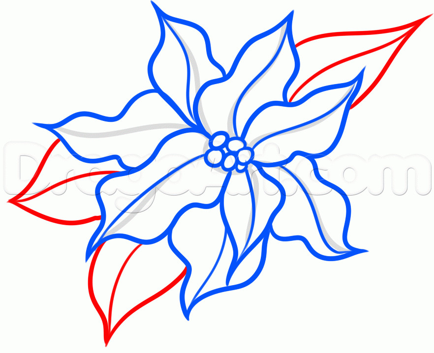 Christmas Flower Drawing
 How to Draw a Christmas Flower Step by Step Christmas