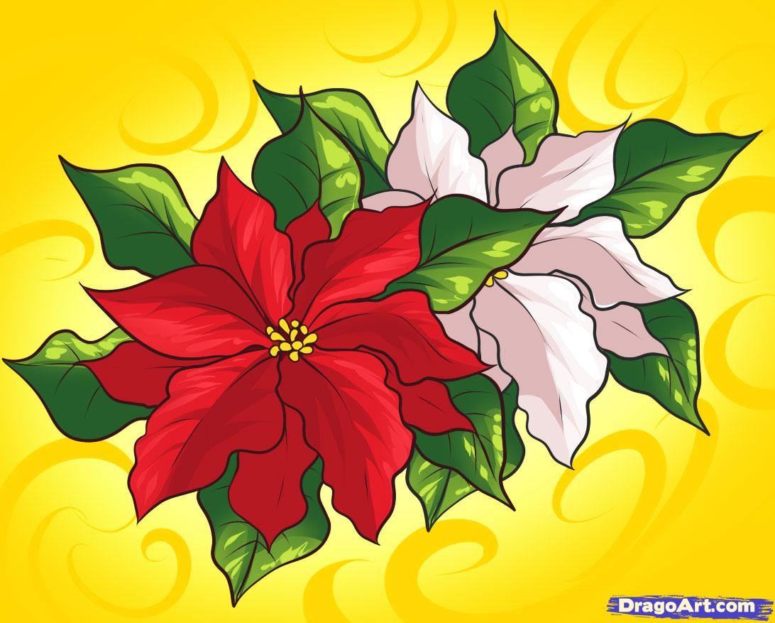 Christmas Flower Drawing
 How to Draw Poinsettias Step by Step Flowers Pop