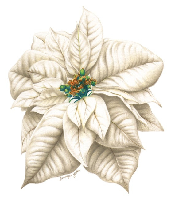 Christmas Flower Drawing
 Items similar to Framed Print of Color Pencil Drawing