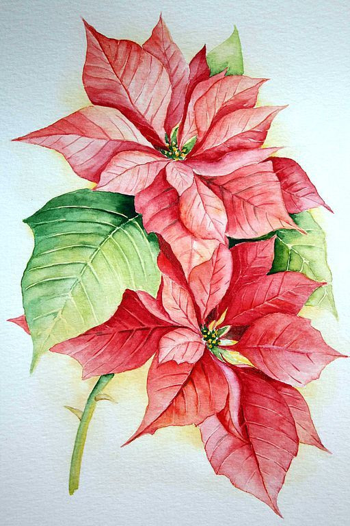 Christmas Flower Drawing
 