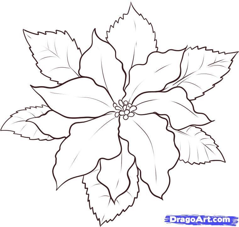 Christmas Flower Drawing
 Poinsettia Coloring Page Coloring Home