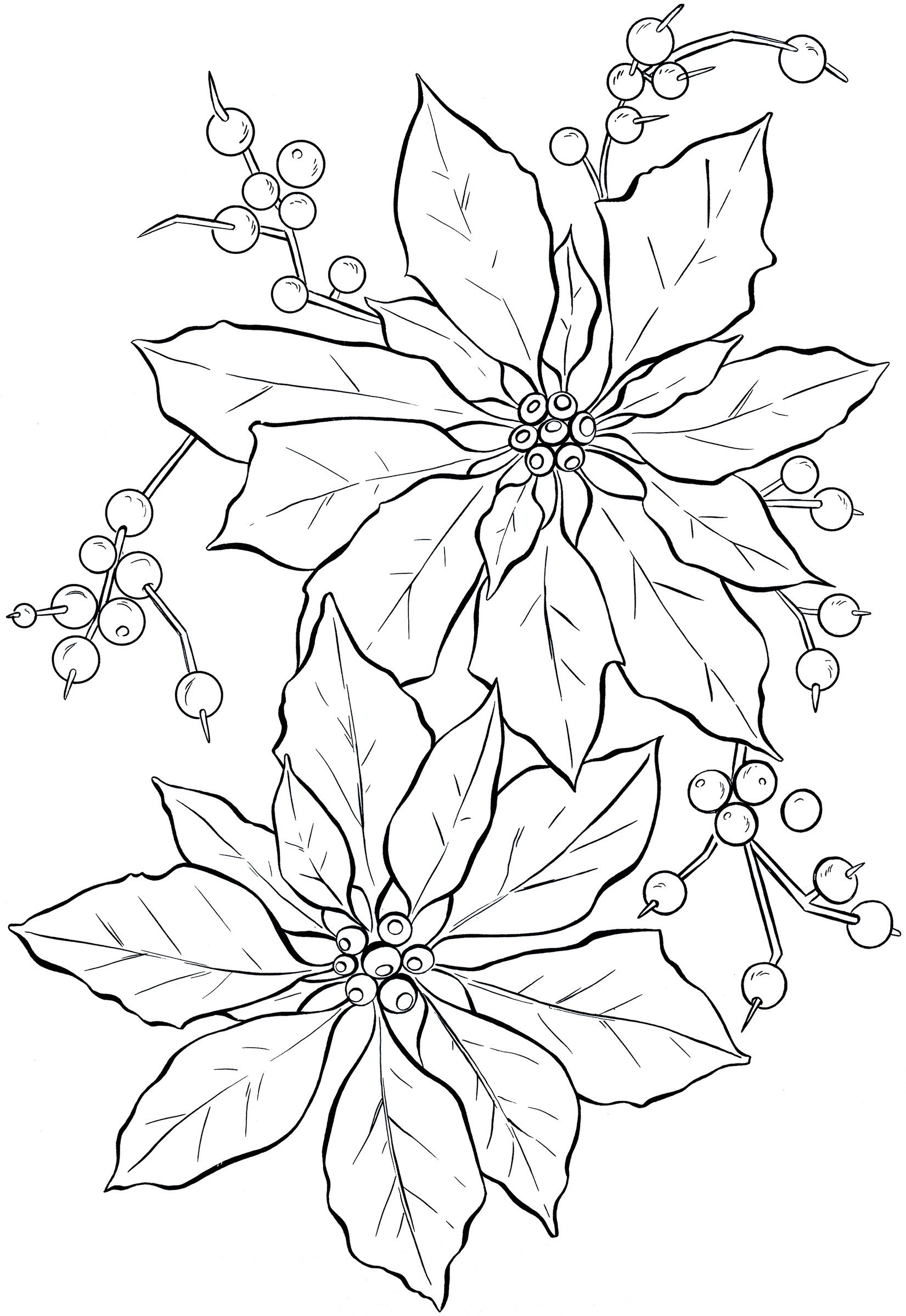 Christmas Flower Drawing
 Poinsettia Line Art Christmas The Graphics Fairy