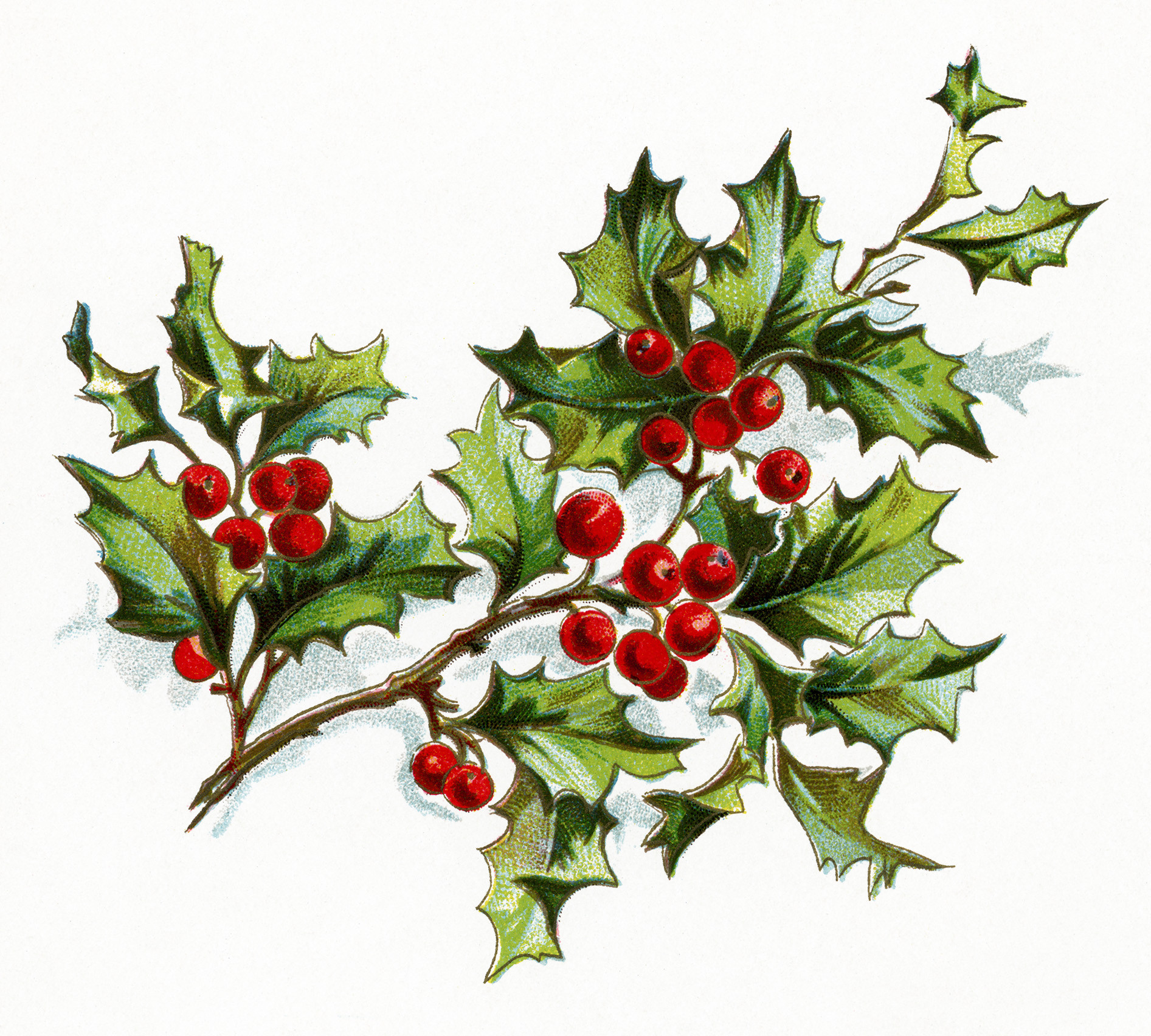 Christmas Flower Drawing
 Free Vintage Image Holly and Berries Old Design Shop Blog
