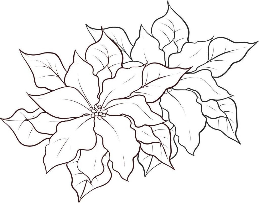 Christmas Flower Drawing
 free printable poinsettia coloring pages Google Search