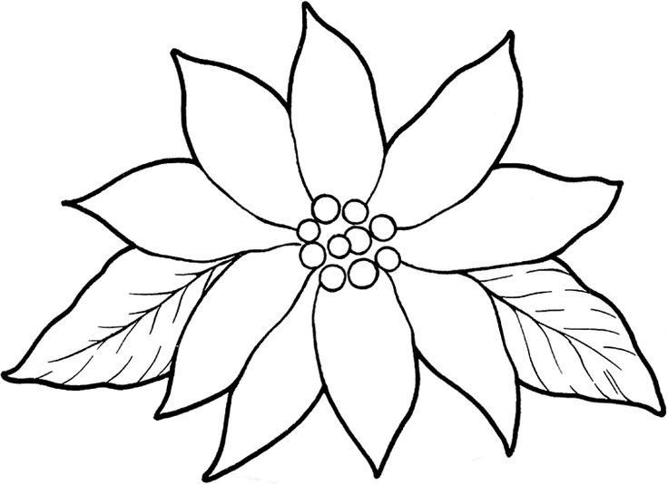 Christmas Flower Drawing
 poinsettia coloring pages for kids on Colors of
