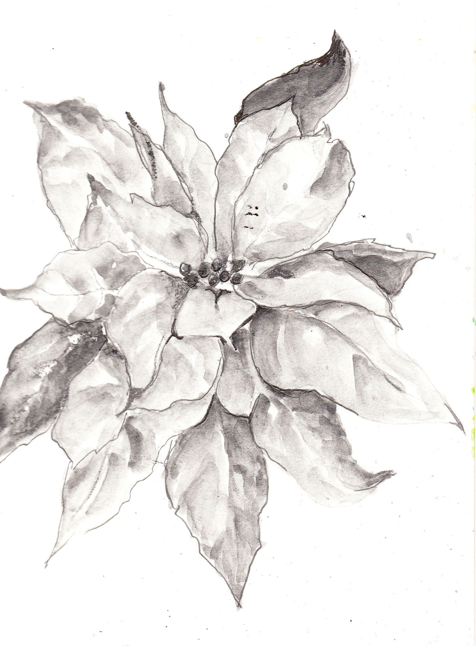 Christmas Flower Drawing
 Image detail for Poinsettia Sketch using Sketch & Wash