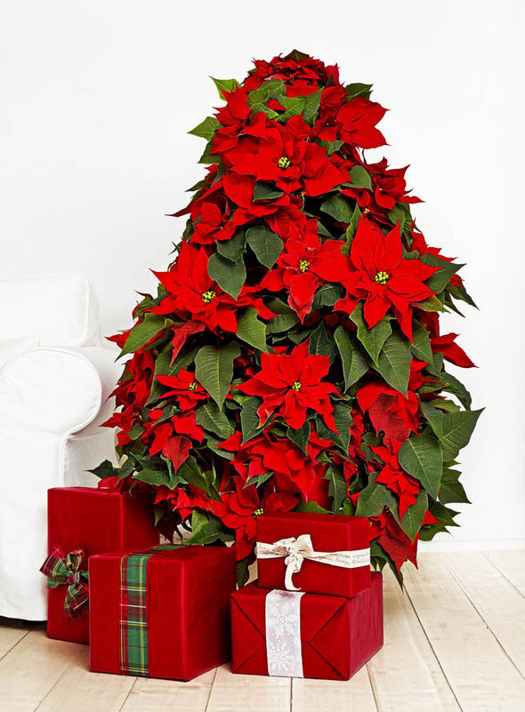 Christmas Flower Images
 Florists create dress from poinsettia flowers