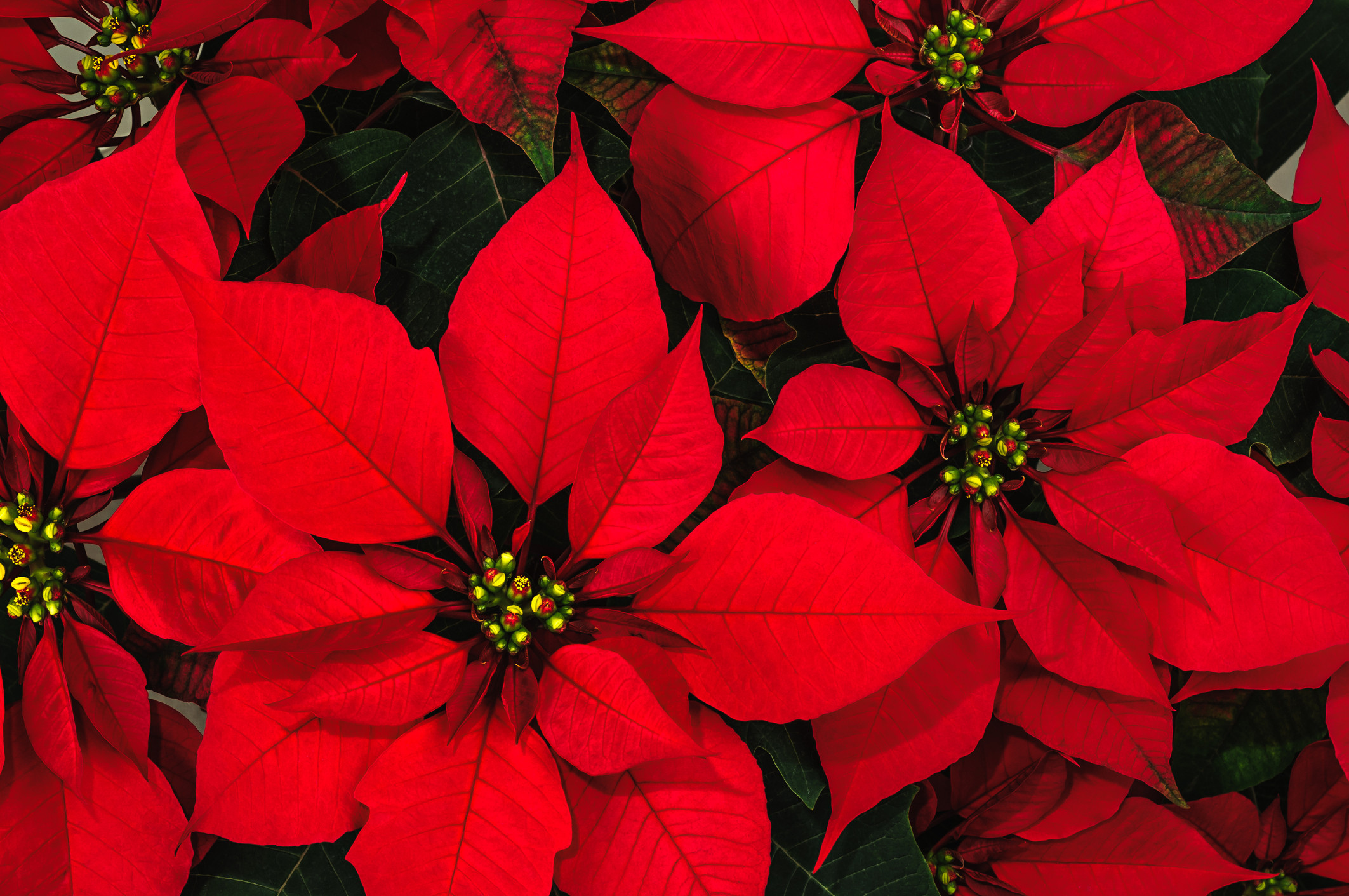 Christmas Flower Images
 The Origins of the Poinsettia A Long Strange Tale