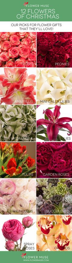 Christmas Flower Name
 1000 images about Name that flower Types of flowers on