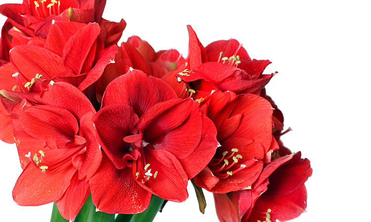 Christmas Flower Name
 All about Amaryllis Care