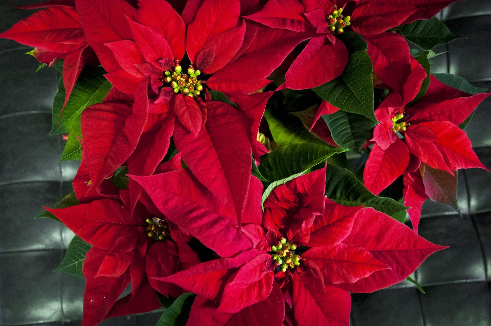 Christmas Flower Name
 Bringing color back to your poinsettias