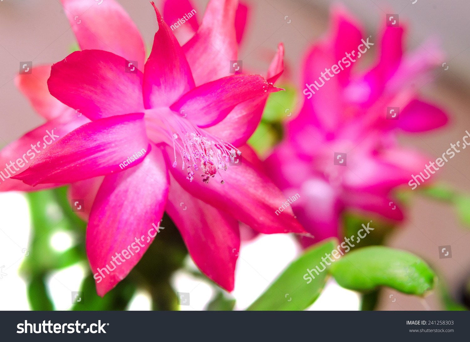 Christmas Flower Name
 Red Schlumbergera Flower Close Up Isolated Known By A