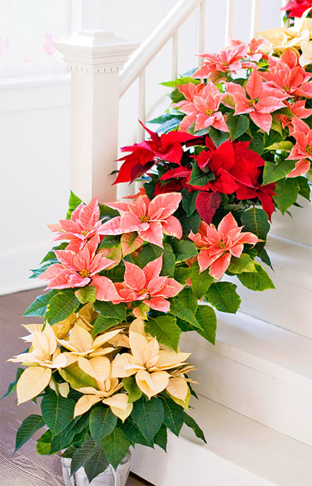 Christmas Flower Name
 Top Holiday Flowers & Plants